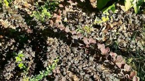 Барбарис Тунберга в моем саду  и сорта барбариса. Неприхотливые кустарники для сада.