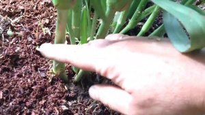 Традесканция садовая - долгоцветущий многолетник.mp4