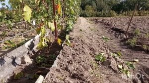 как сделать канал для винограда легко и быстро . Самая лучшая защита от весенних заморозков