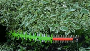 Аккумуляторный кусторез Greenworks GD60HT: обзор и стрижка изгороди