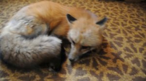 Лиса которая живет в квартире