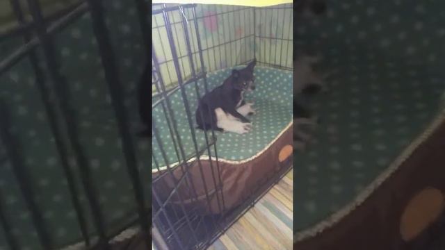 Молочная мама чихуахуа Царица Симферополь