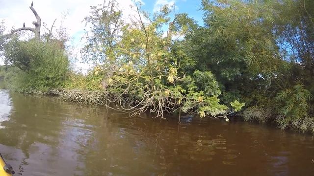 Kingfisher смотреть онлайн