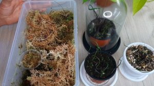 АЛОКАЗИЯ "ЛЕТАЮЩИЙ КАЛЬМАР" / Как вырастить алоказию из кочерыжки