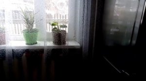 24 часа ОДИН ДОМА! /что СЛУЧИЛОСЬ? /Clavik_TV