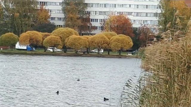 Питер район метро Гражданский проспект Сад смотреть онлайн