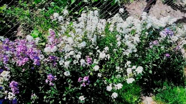 КАК МОГУ ПОЛУЧИТЬ КРАСИВУЮ КЛУМБУ СВОЕГО СЕРДЦА
