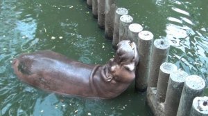 Тай. Зоопарк