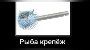 Подводные обитатели +ШИЗА =