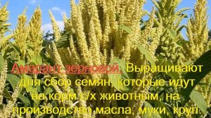 Амарант или Щирица. Растения. Виды.