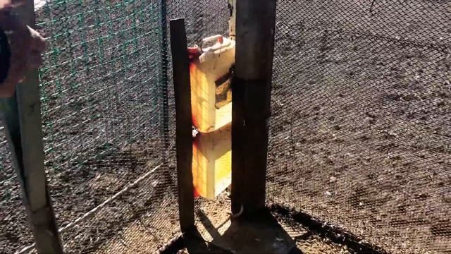 Видео для начинающих голубятников. Ответы на вопросы подписчиков. смотреть онлайн