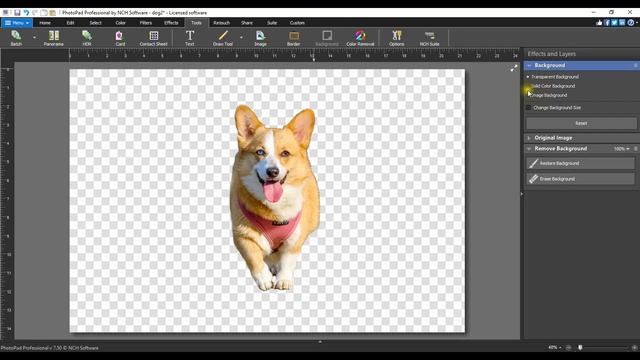 How to Remove a Background From a Photo | PhotoPad Photo Editor Tutorial