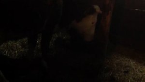 рождение теленка 4