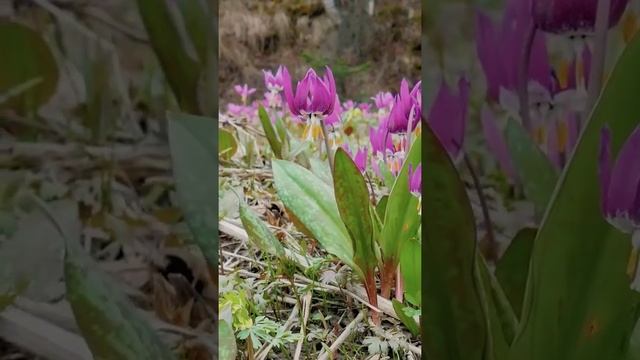 Весна в тайге. Цветение. Кандык сибирский смотреть онлайн