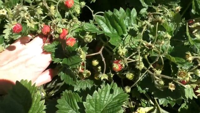 Земклуника Пенелопа. Сорт с потрясающей урожайностью. смотреть онлайн