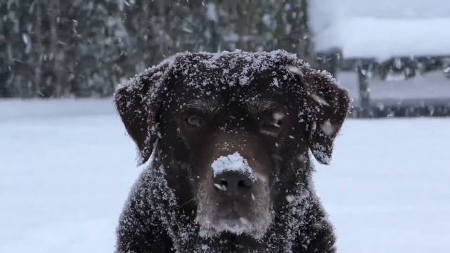 Собака под снегопадом. Зимняя сказка. Снег. The dog under the snow. Winter fairy tale. Snow. смотреть онлайн