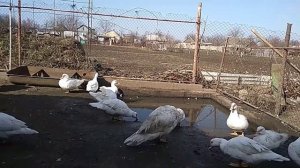 Белые мускусные утки, индоутки, шипуны.