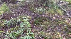 ГРИБОВ МОРЕ!!!2023год, дары леса???