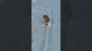 мороз и солнце день чудесный.  На даче под Ташкентом 2 февраля 2024г