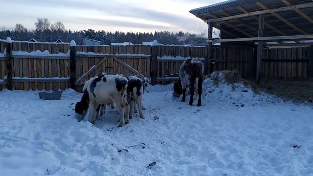 Крещенский мороз пожаловал. Содержание молочного и мясного КРС зимой в средней полосе России. смотреть онлайн