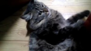 КАК ВЫГЛЯДИТ ПЬЯНАЯ КОШКА 😂/ КОШКУ ШТЫРИТ ОТ БЕЛИЗНЫ