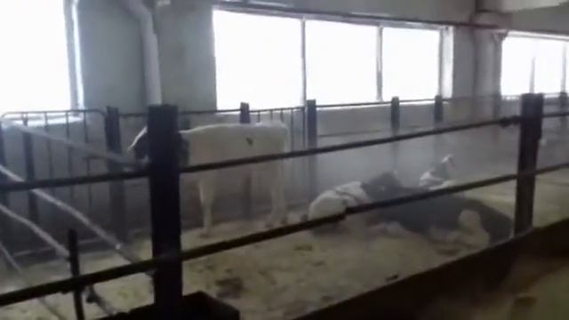 Телята на продажу. Порода Чёрная Пёстрая.