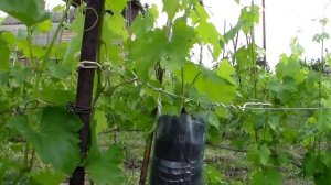 03 - Выращивание саженцев НА КУСТЕ- воздушным отводком