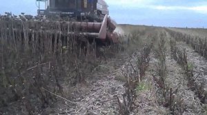 Полесье 812. Уборка подсолнечника