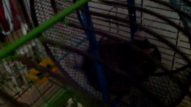 Яшкина жизнь.ч.2.(белка грызёт тыквенные семечки..) смотреть онлайн