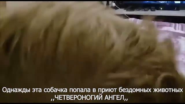 Терьер Чапа - Собака друг человека.