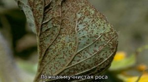Болезни подсолнечника