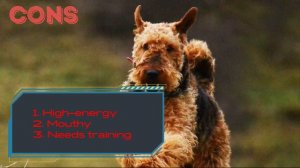 Airedale Terrier: pros and cons