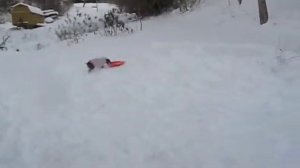 Doberman loves sledding