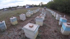 Результаты приёма маток, купленных в августе. 07.09.19 год.