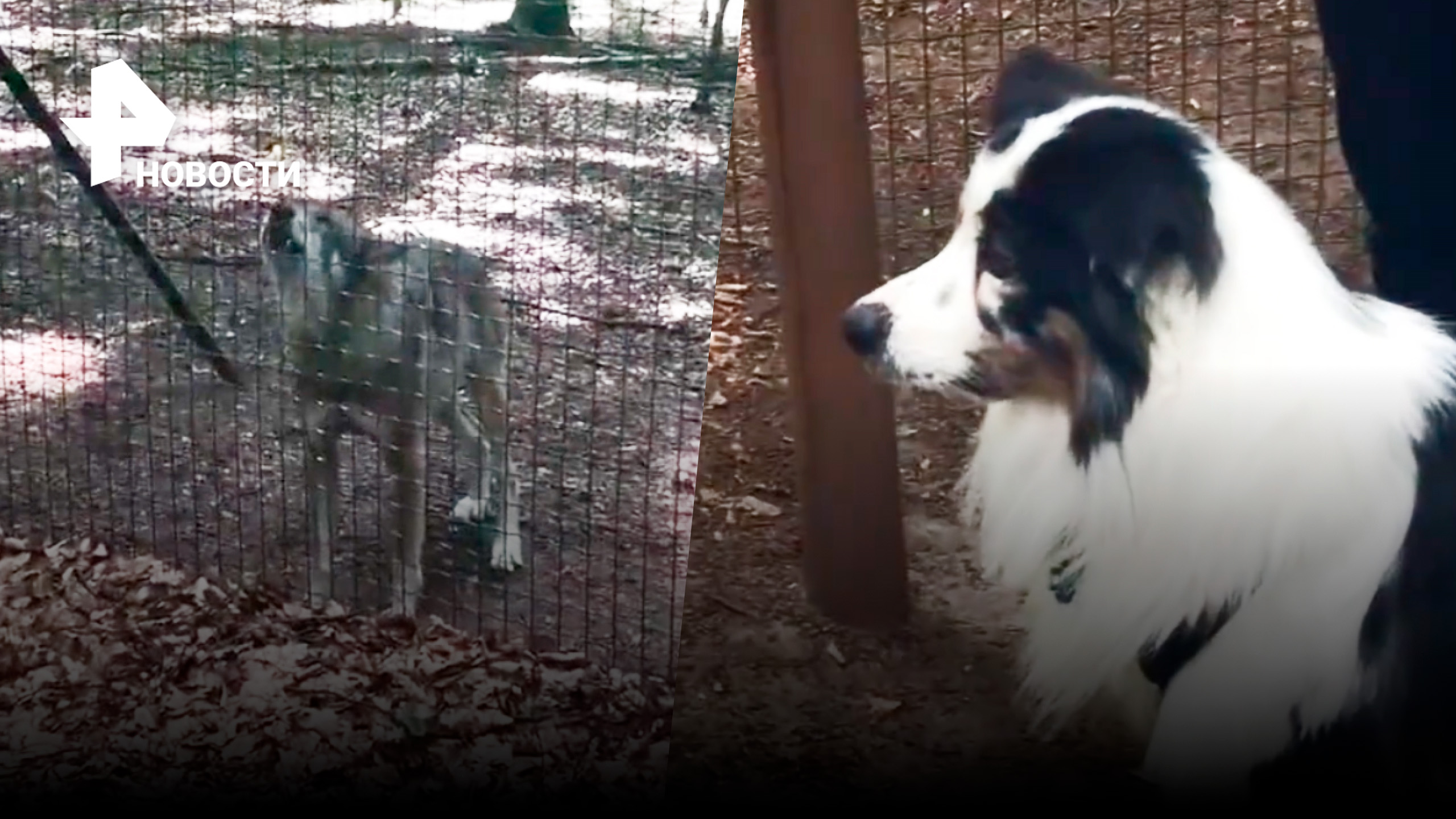 Домашняя собака неудачно попыталась стать волком / РЕН Новости