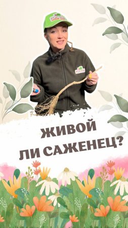 Живой ли саженец ? #питомникросток #питомникрастений #саженцы