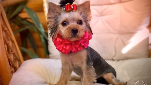 Стрижка щенка йорка смотреть онлайн