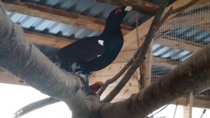 Домашний Глухарь