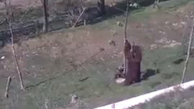 Как правильно снимать медвежонка с дерева смотреть онлайн