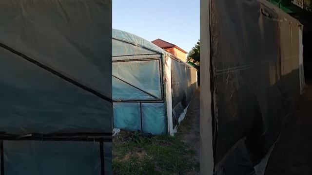 Выращивание вёшенки в теплице