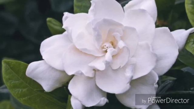 Sobna biljka voštanih cvetova - Prekrasna GARDENIJA смотреть онлайн