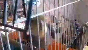 Попугай Кеша поёт песню"