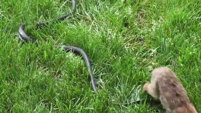 Змея против кролика смотреть онлайн