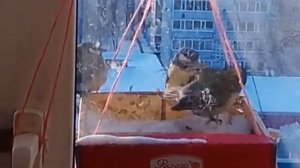 САМАЯ ПРОСТАЯ КОРМУШКА для синиц. Своими руками #кормушка для птиц зимой на окне.