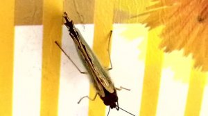 Бабочка перламутровка на столе