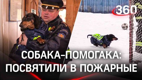 Собака-помогака: новый сотрудник. Таксу Симону посвятили в пожарные в Шатуре