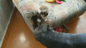 Питбуль и котенок, воспитание бойца | Pit bull and kitten, to raise a fighter