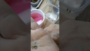 посев красивейшей турецкой  гвоздики ???☘?☘