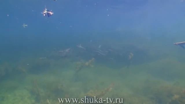 За амуром на озеро Балхаш. Часть 1.