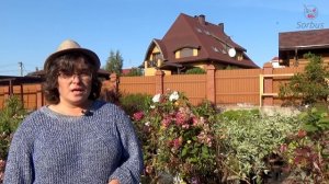 Топ 10.  Сорта можжевельника от Самойленко Натальи